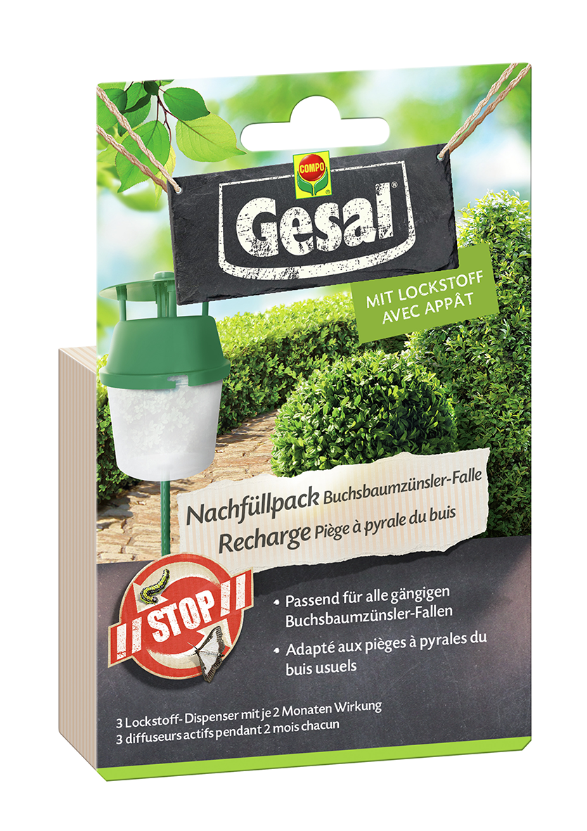 Buchsbaumz. Nachfüllp. 3St