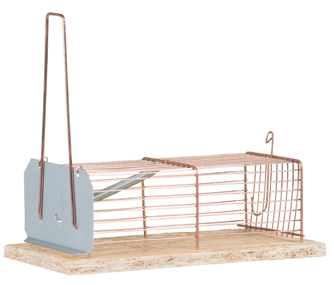 Mausefalle-Drathkasten